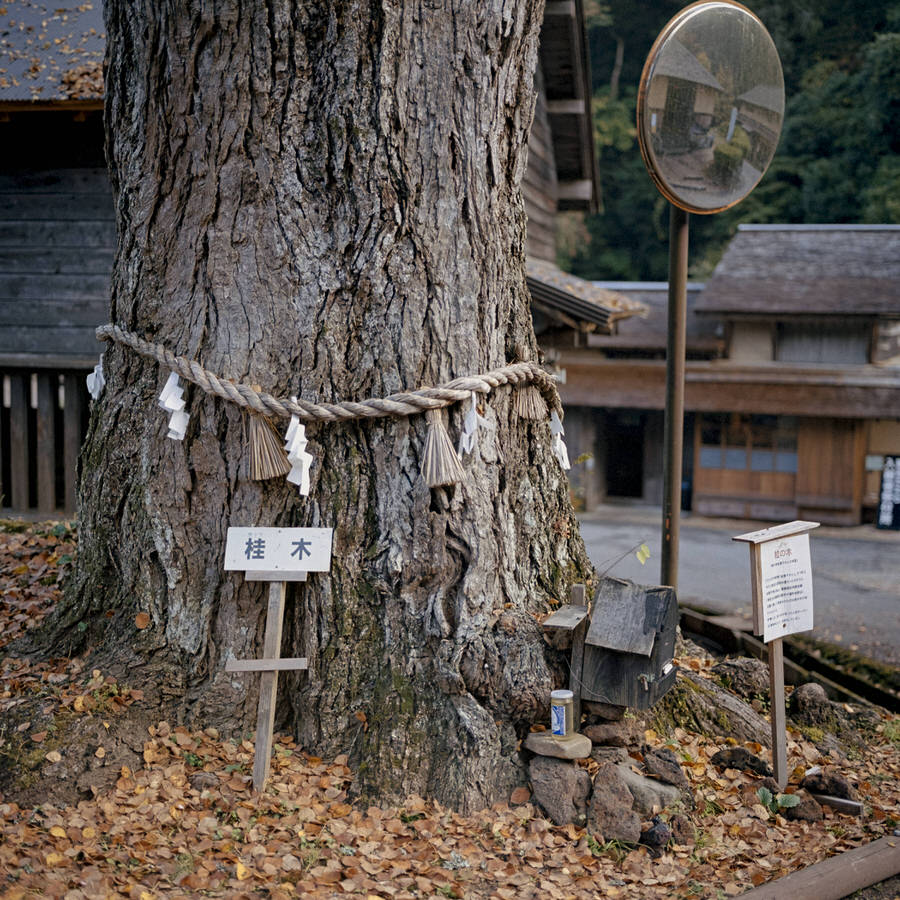 The katsura tree