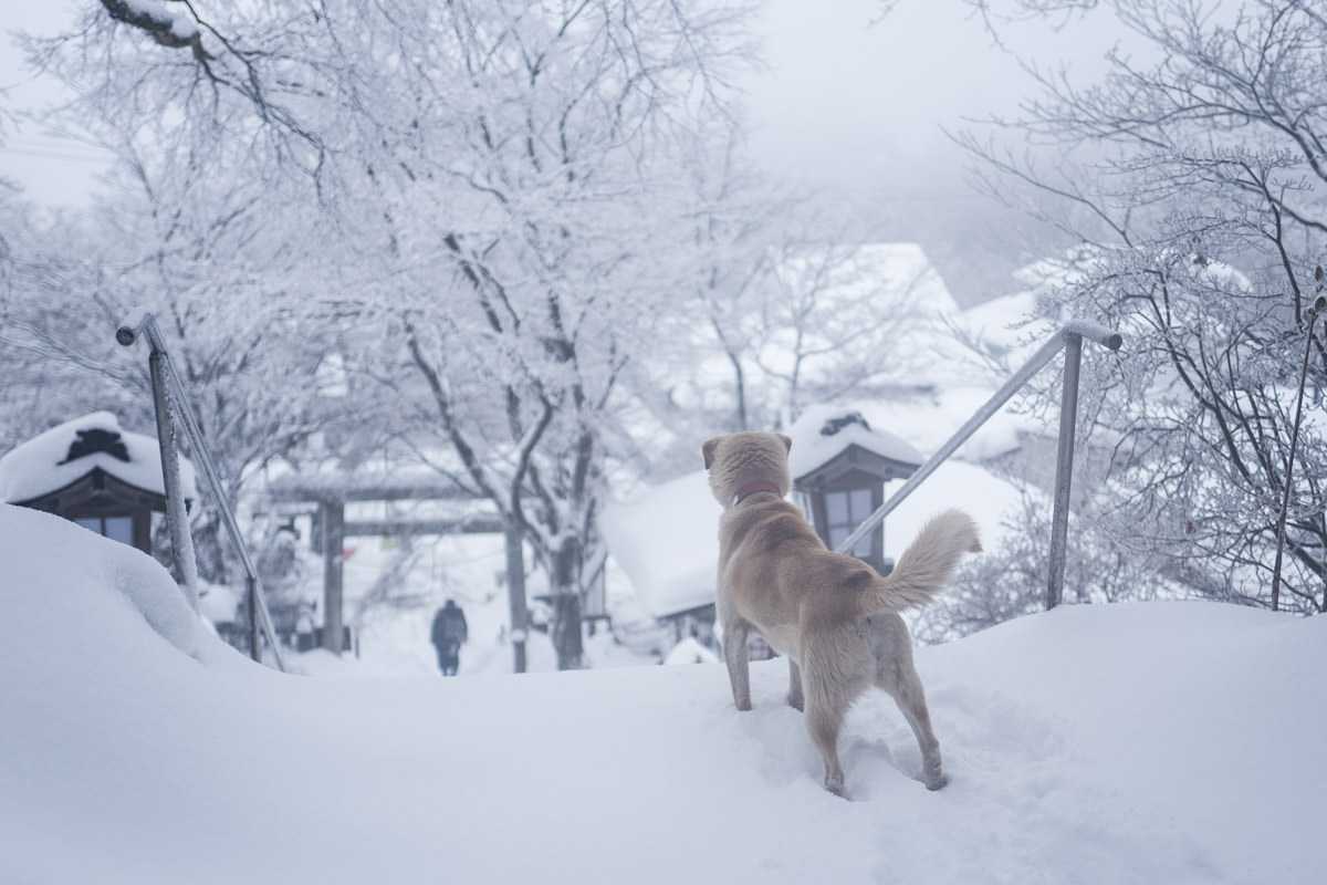 Dog, Kumano Shrine, Usui Pass, Karuizawa, Japan