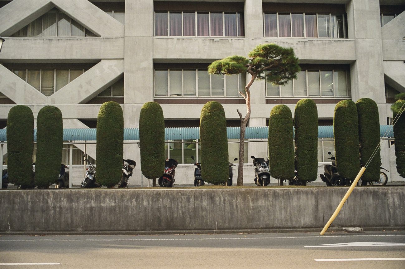 A scene of bushes / trees in Morioka in the late afternoon light of November 2024