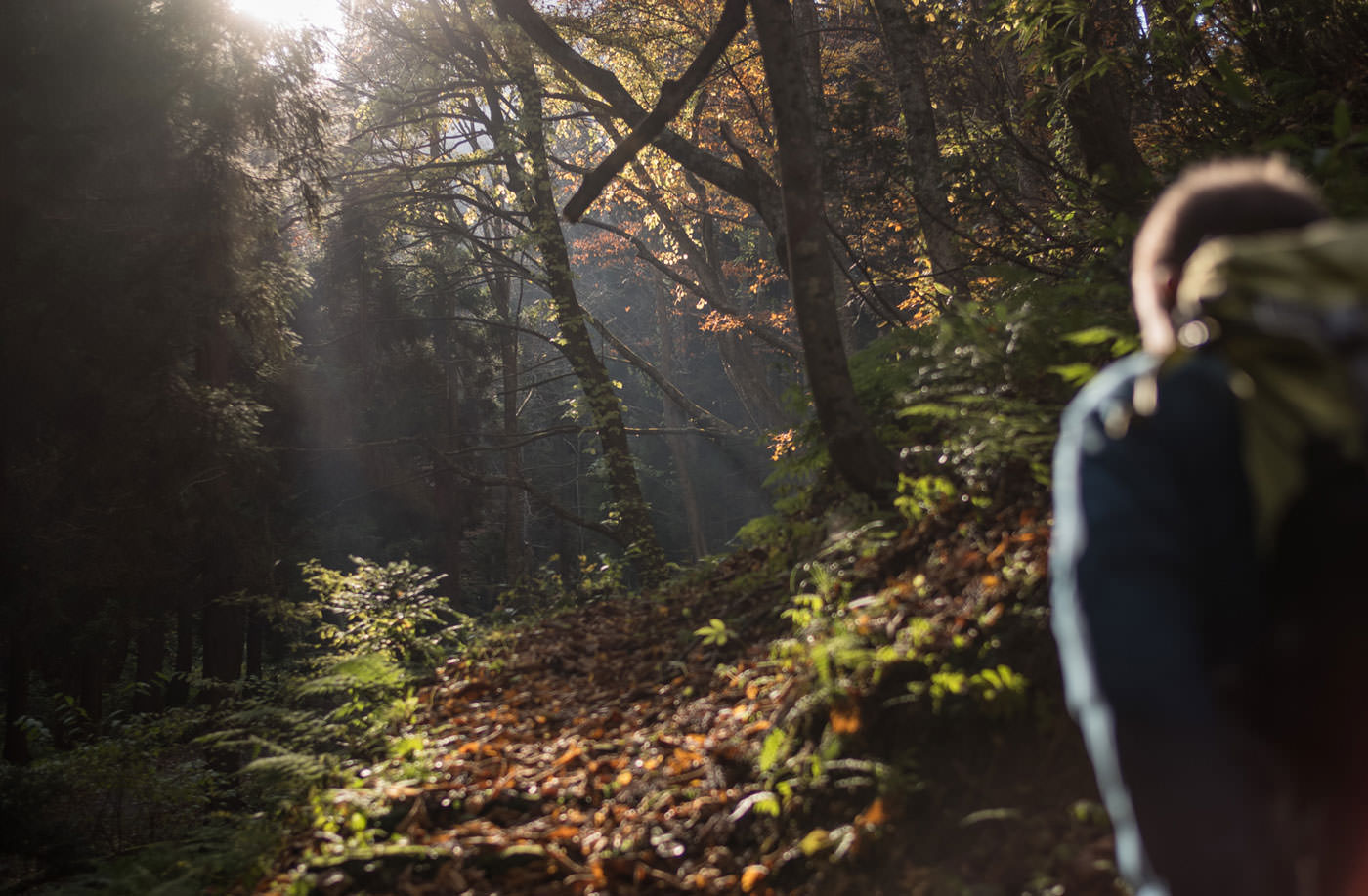 Header image for Referenced Works: Books, Meditation, and Mountain Paths