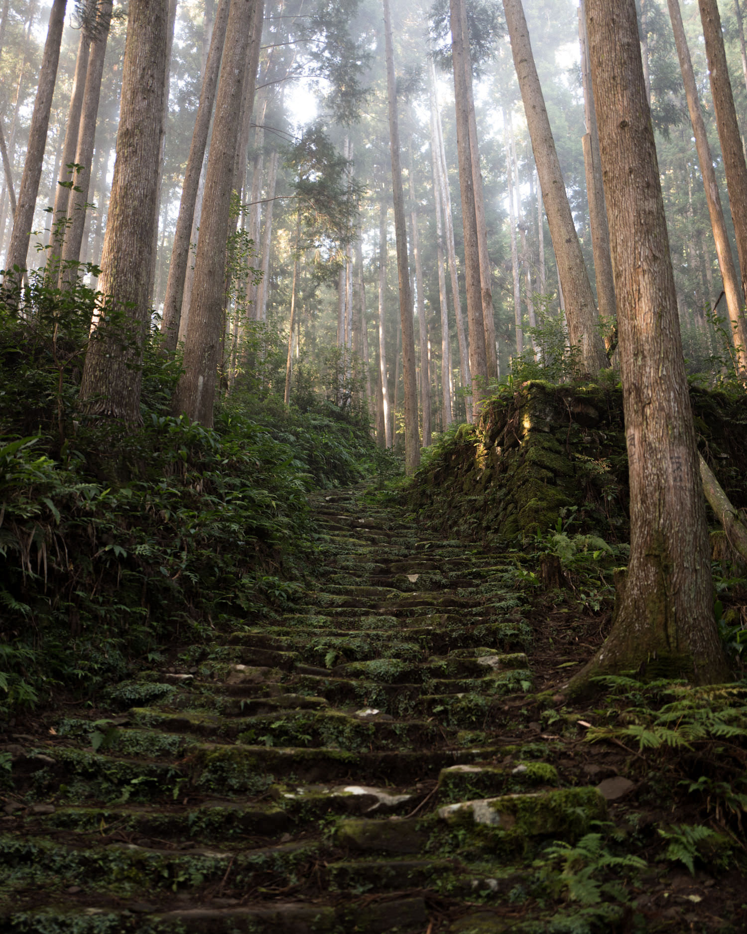 Fairly “classic” somewhat “boring” Kumano Kodo forest shot — just half-a-day’s walk north from our cafe, outside Koguchi — but, huh, look at that fecundity, blanket of wetness and greenery, early morning as evidenced by fog up above (burns off fast), adds to moisture (moss love this), moss covering Edo-era stone staircase, moss leading up to “body cutting slope,” one of so-called most difficult climbs on road (not that tough, actually), and to right, wall, subsumed by more (surprise) moss and ferns, old foundation circumscribing edge of long-since abandoned woodland rice plot, most likely teahouse once nearby; and final detail: those cedars, sad monoculture of path, cedars cedars and more post-war cedars, which is why you may notice so very little birdsong in these woods, but on them: characters, words, sometimes protests against UNESCO listings, sometimes a simple cataloging of trees by owners of logging companies (as is case here).
