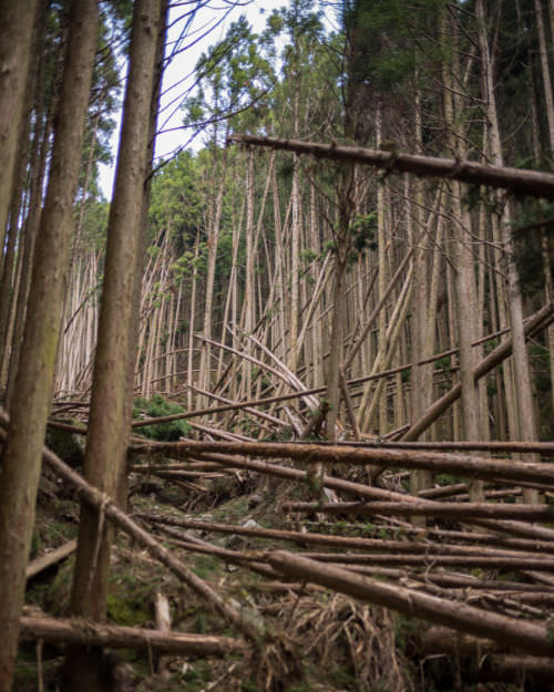 Kumano Kodō downed trees