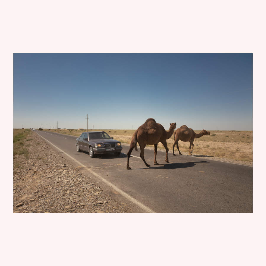 Camels near Baikonur