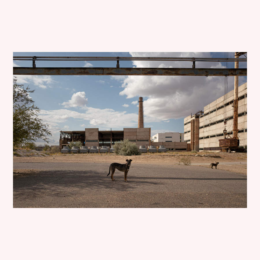 Stray dogs at Baikonur