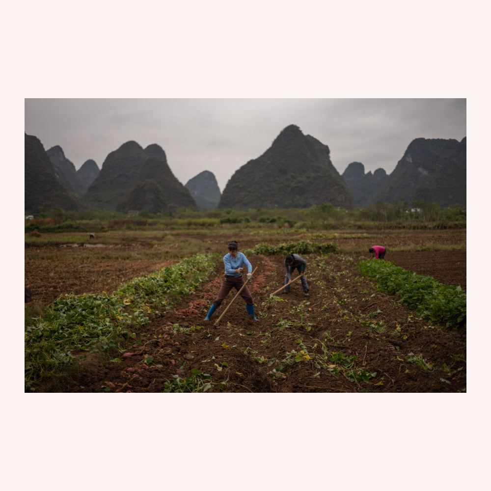 Women working field near Yangshou
