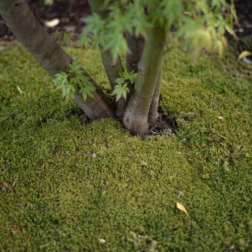 A Year of Walking, and Then Not