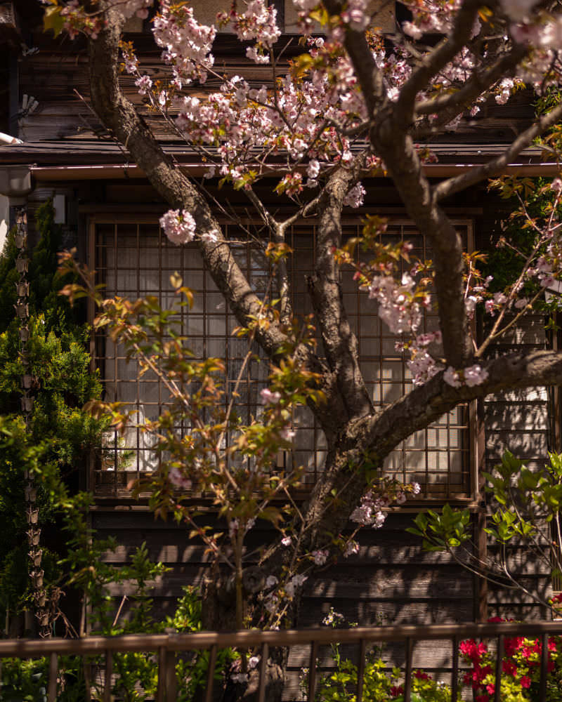 The old cherry tree in bloom