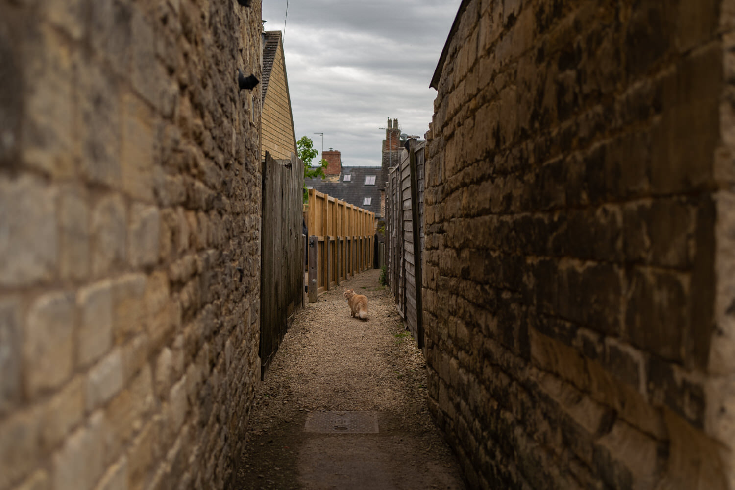  cat in alley