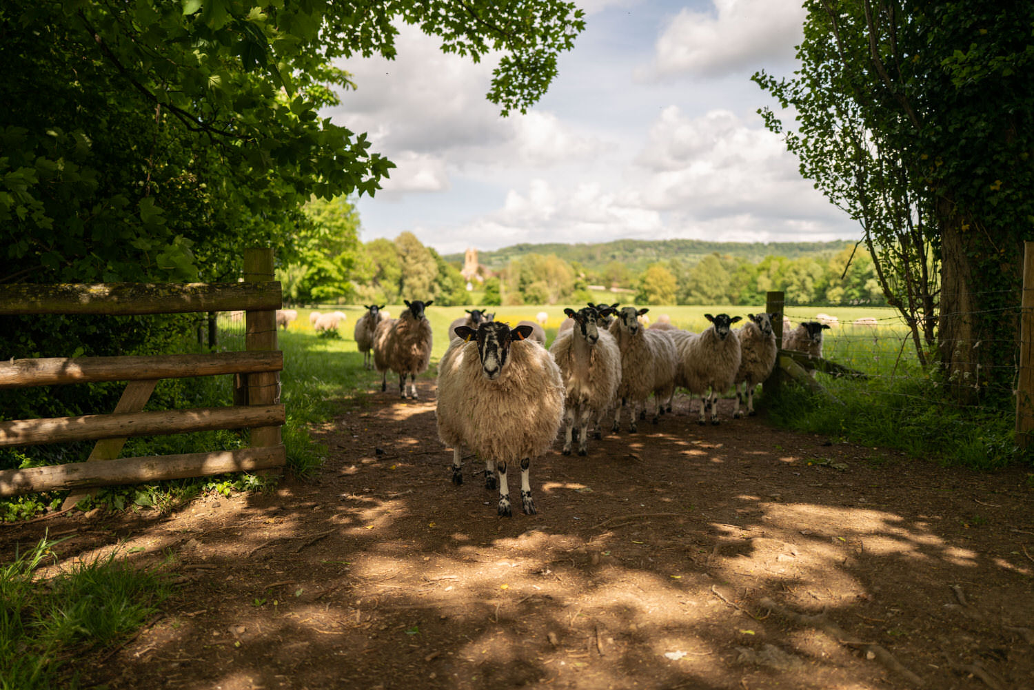 knife fight from grease but with sheep