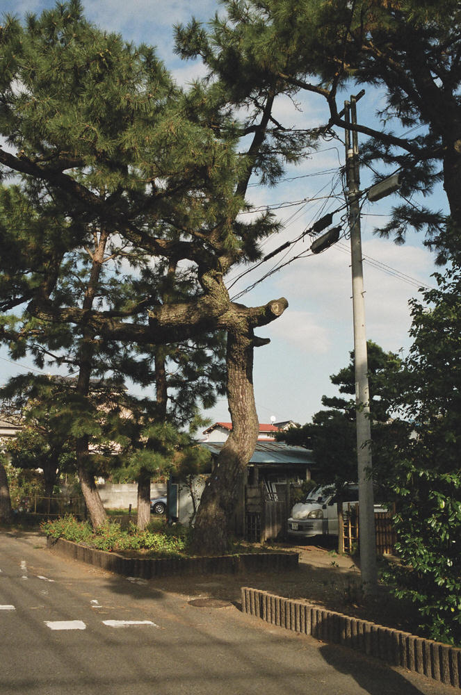 old pines in oiso