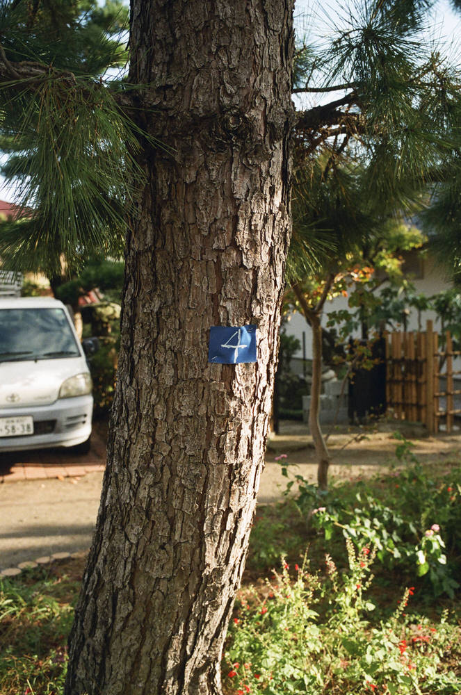 old pines in oiso