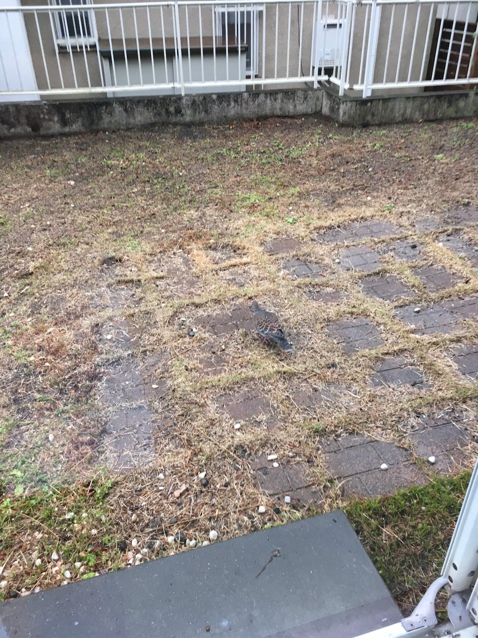 The old garden