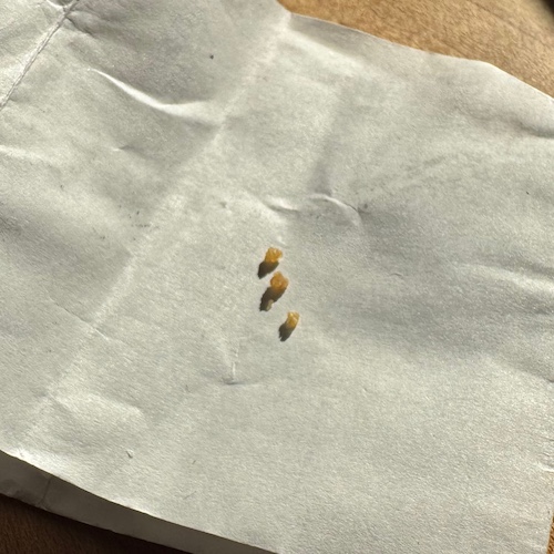 Eating Linoleum in Karuizawa