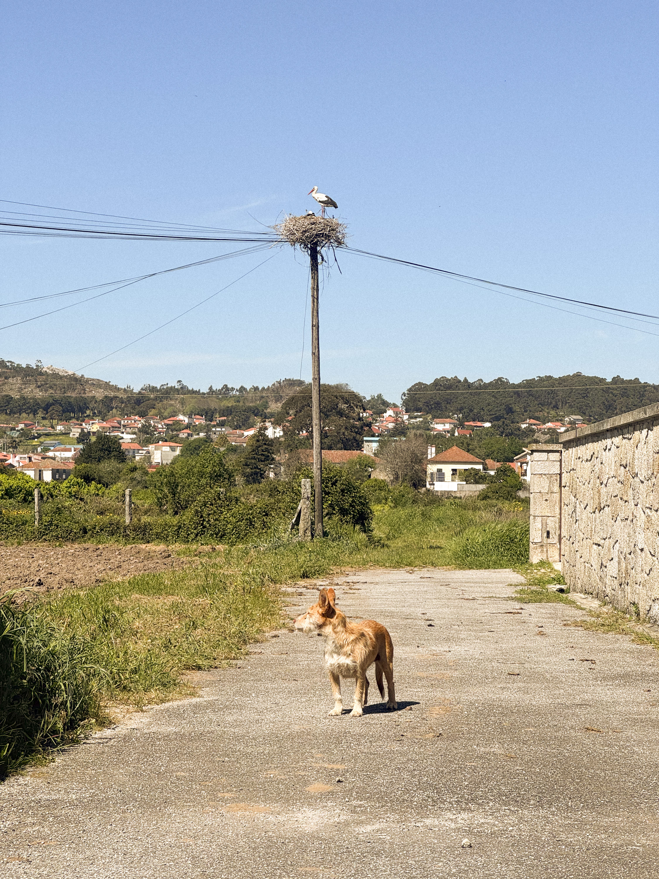 Dog and Pelican