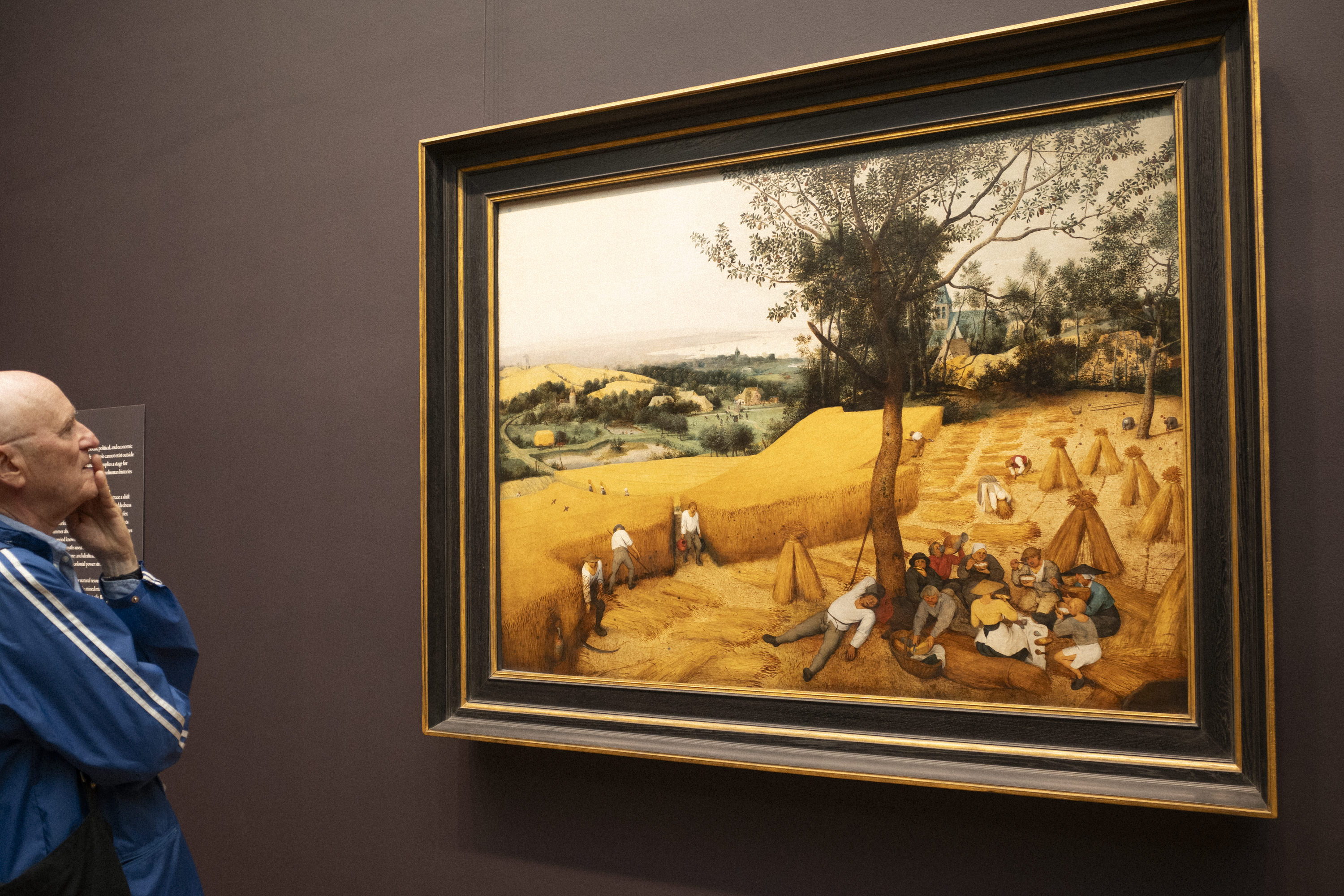 Pieter Bruegel's The Harvesters