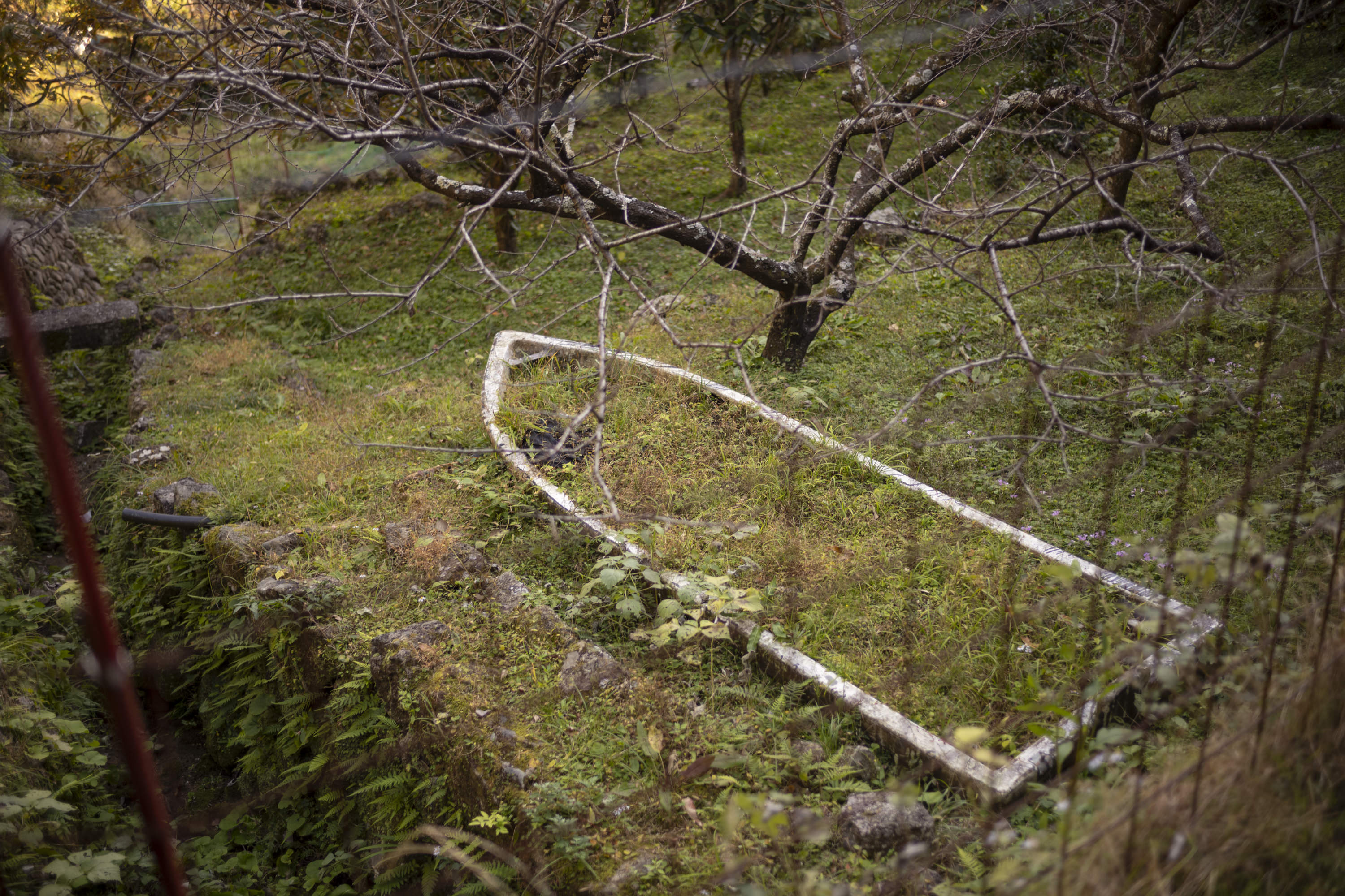 Header image for Walking with Annie