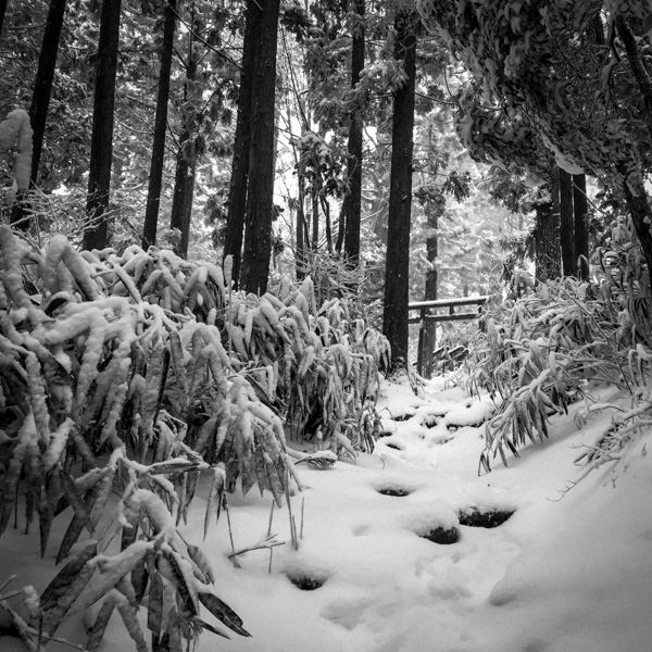 Hidden torii