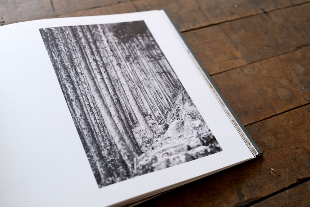 Kumano Kodo trees