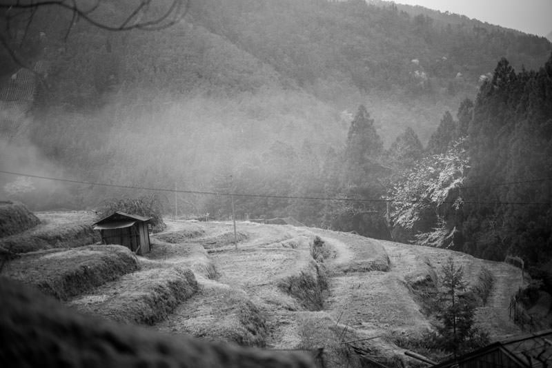 rice paddies along the Kumano