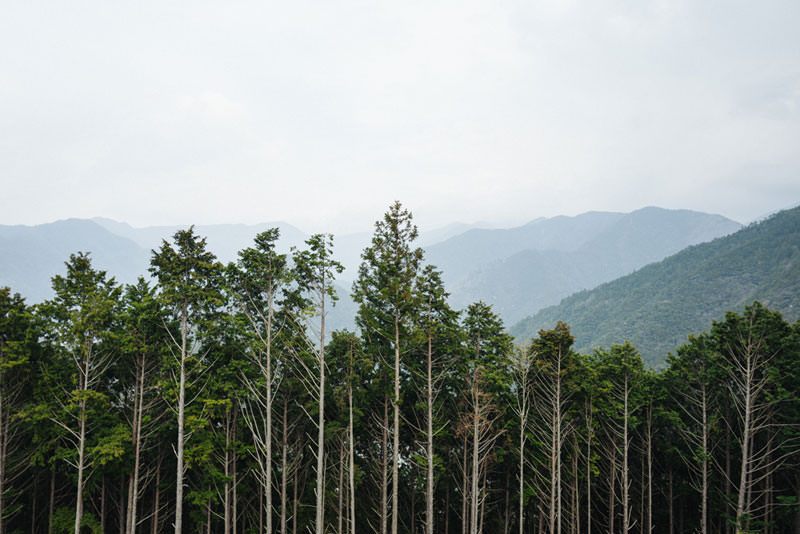 Trees along the kumano