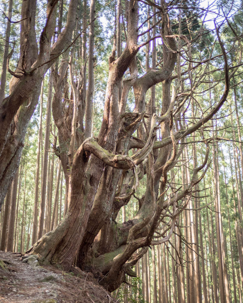 Kumano Tree