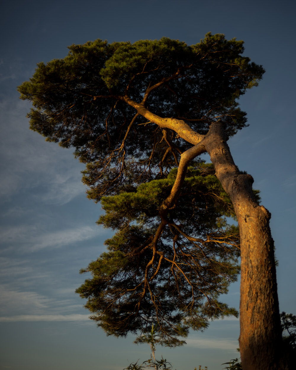 Tree, Miyagi, along the narrow road to the deep north