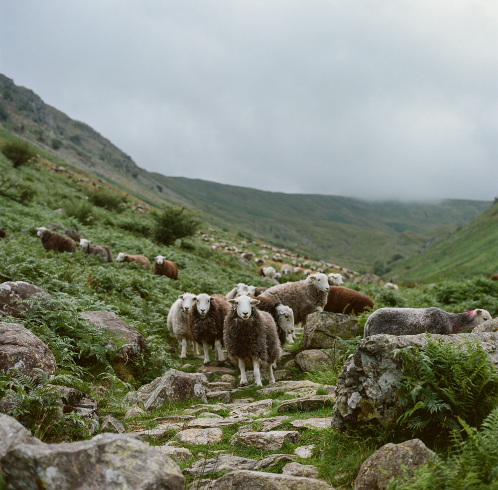 some herdwick sheepies