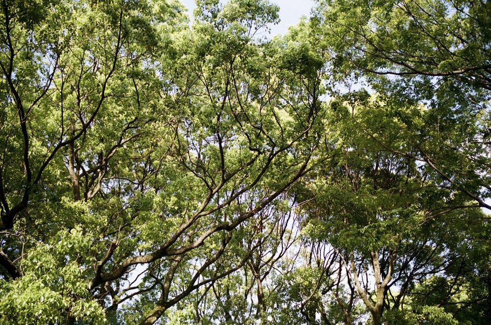 Trees in Yoyogi park last week